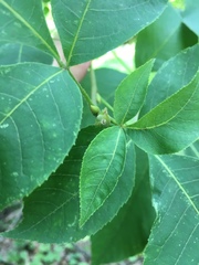 Carya glabra