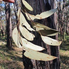 Eucalyptus capitellata