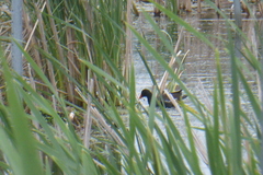 Gallinula galeata