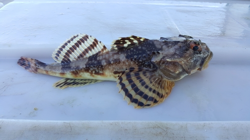 Longhorn Sculpin