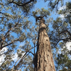 Eucalyptus capitellata