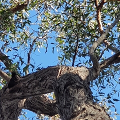 Eucalyptus capitellata