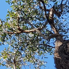 Eucalyptus capitellata