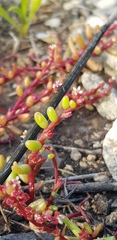 Sedum microcarpum
