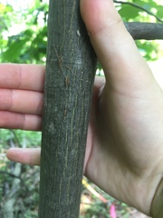Carya glabra