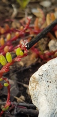 Sedum microcarpum
