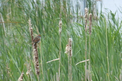 Melospiza georgiana