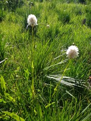 Bistorta bistortoides