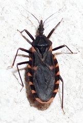 Triatoma sanguisuga