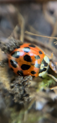Harmonia axyridis