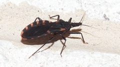 Triatoma sanguisuga