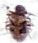 Ptinus texanus