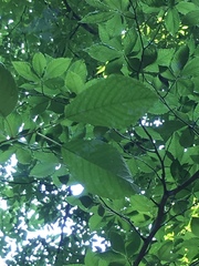 Prunus avium