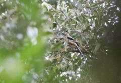 Dendrocitta cinerascens