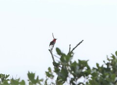 Aethopyga temminckii