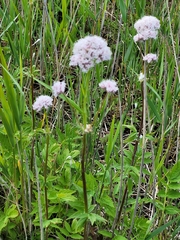 Valeriana officinalis sambucifolia