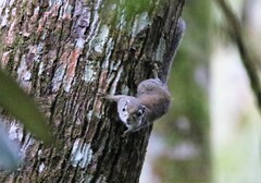 Sundasciurus jentinki