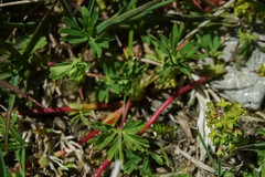 Alchemilla pentaphyllea