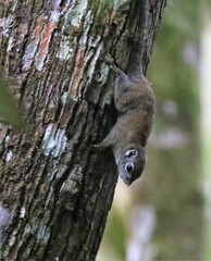 Sundasciurus jentinki