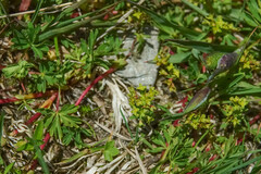 Alchemilla pentaphyllea