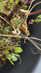 Coccinella septempunctata