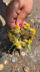 Tephroseris palustris