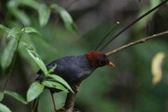 Pterorhinus treacheri