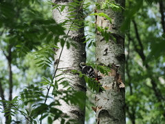 Dendrocopos leucotos