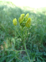 Diplotaxis tenuifolia