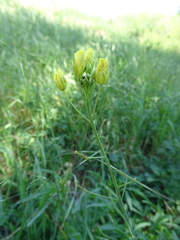 Diplotaxis tenuifolia