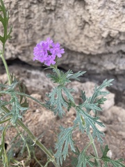 Glandularia chiricahensis