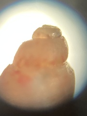 Eulithidium