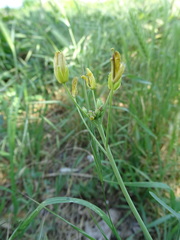 Diplotaxis tenuifolia