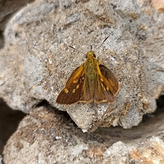 Ochlodes brahma