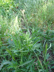 Diplotaxis tenuifolia