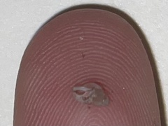 Eulithidium