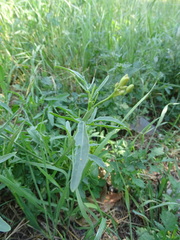 Diplotaxis tenuifolia