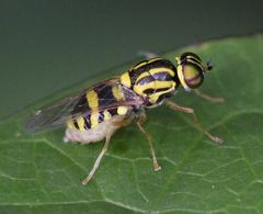 Oxycera variegata