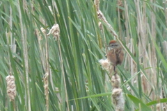 Melospiza georgiana