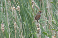 Melospiza georgiana