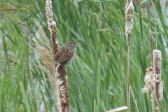 Melospiza georgiana