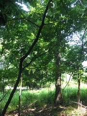 Prunus avium