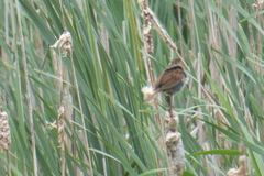 Melospiza georgiana