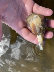 Fulguropsis pyruloides