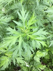 Artemisia vulgaris