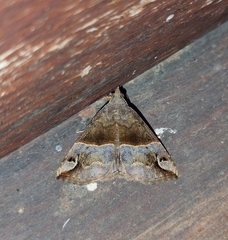 Dichromia erastrialis