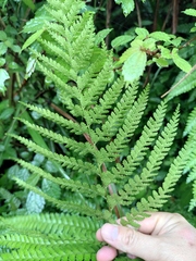Microlepia strigosa