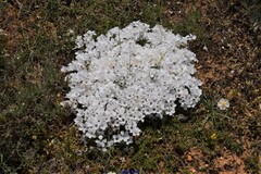 Linum appressum appressum