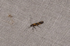 Euspilapteryx auroguttella