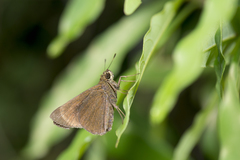 Caltoris bromus yanuca